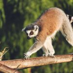 Madagaskar ve Yakın Çevresine Seyahat Rehberi